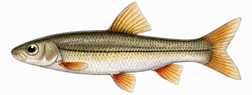 Colorful Drawing of Maloti Minnow