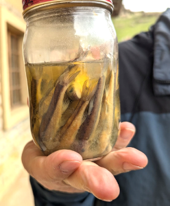 Artefacts of Maloti Minnow found at Shlabathebe National Park Office